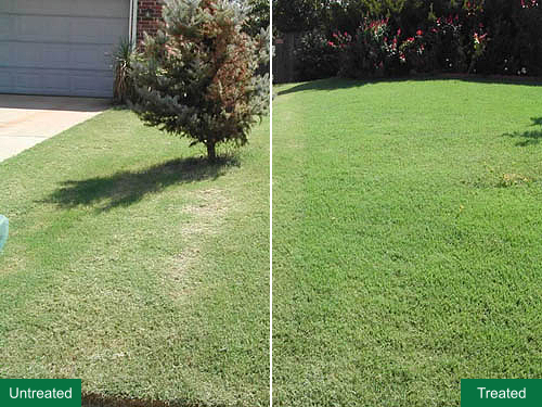 Front lawn grass treatment example