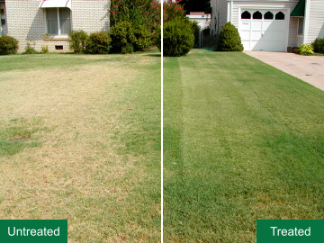 Home lawn grass treatment example