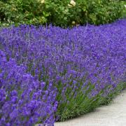 Lavender Seeds - English thumbnail