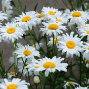 Chrysanthemum Seeds - Shasta Daisy thumbnail