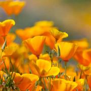 Poppy Seeds - California thumbnail