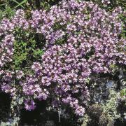 Creeping Thyme Seeds - Mother thumbnail