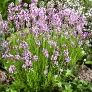 Lavender Seeds - Rosea thumbnail