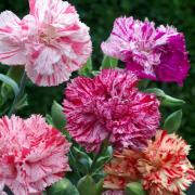 525Pcs Magenta Carnation Dianthus Caryophyllus Flower Seeds Home Decor Gift-` 