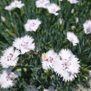 top tropical plant CARNATION flower 10 seeds of DIANTHUS DELTOIDES high quality selected seeds