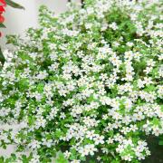 Bacopa Snowtopia Seeds - White Bacopa Flower Seeds